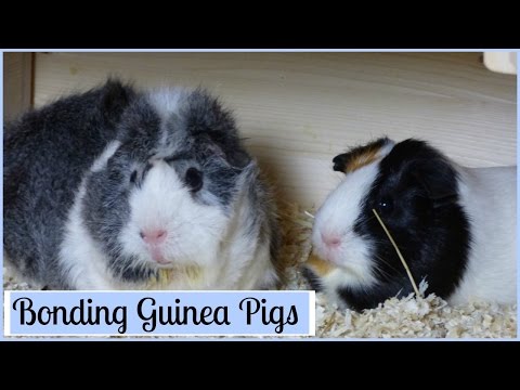 Bonding Guinea Pigs: How to Introduce Them