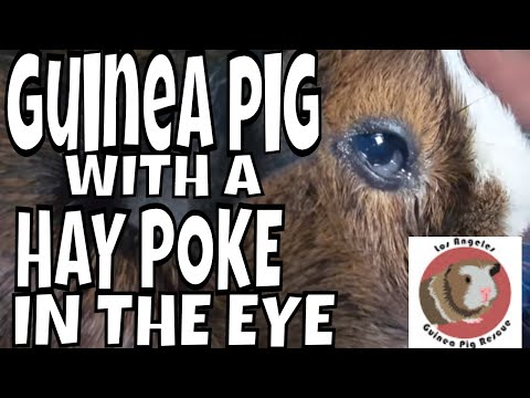 Another Guinea Pig With a Hay Poke Today