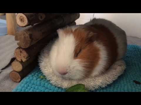 Sleeping Guinea Pigs