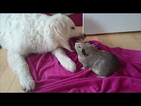 Brutal Dog vs Guinea Pig Fight