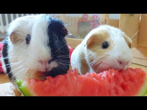 Guinea Pigs Eating Watermelon