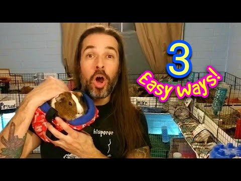 3 Easy Ways to Pick Up Your Guinea Pigs!