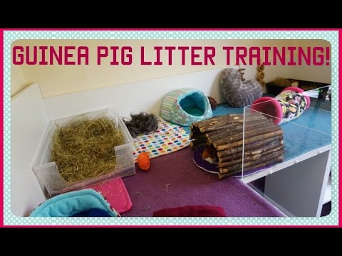 6 Top Tips for a Clean Cage and Litter Trained Guinea Pigs!