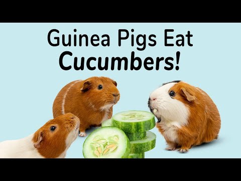 Guinea Pigs Eat! CUCUMBERS | Great summer snack for your piggies!