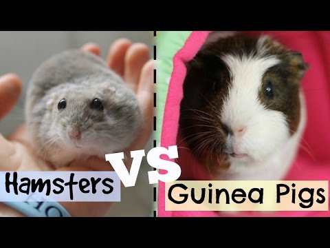 HAMSTERS VS GUINEA PIGS | Hamster HorsesandCats