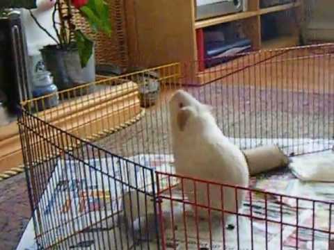 High Jumping Guinea Pig