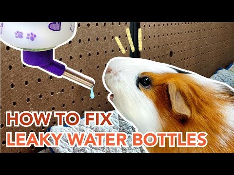 How to Maintain and Prevent Leaks in Guinea Pig Water Bottles | GuineaDad