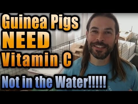 Guinea Pigs Need Vitamin C - Never in their water!