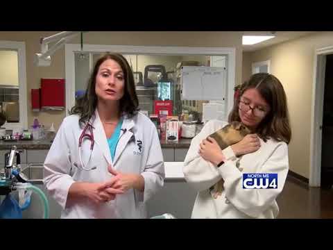 Emerson Animal Health 5/1/18 - Guinea Pigs