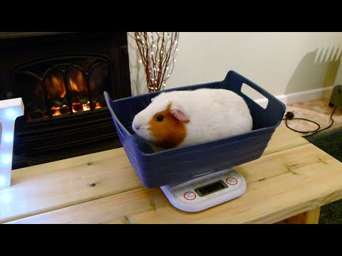 Weighing Your Guinea Pig: What You Need to Know!