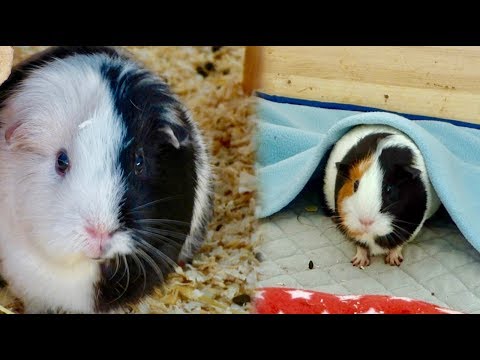 Guinea Pig Fleece Liner Bedding vs Traditional Bedding | Whats best for your cage?