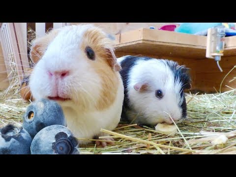 Guinea Pig Safe Fruits