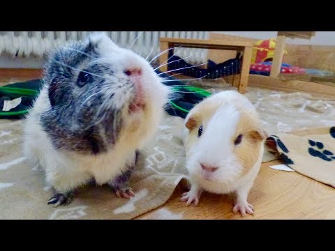 Guinea Pig Floor Time Vlog: Gatsby&#039;s First Floor Time!