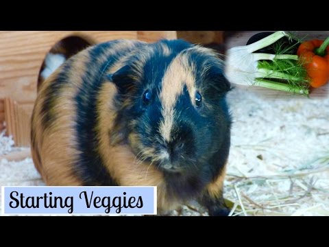 How to Start Your Guinea Pigs on Vegetables