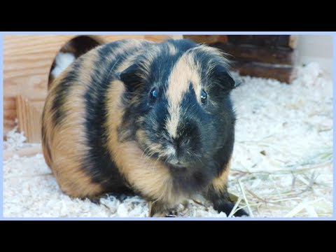 Guinea Pig Basics | Guinea Pig 101