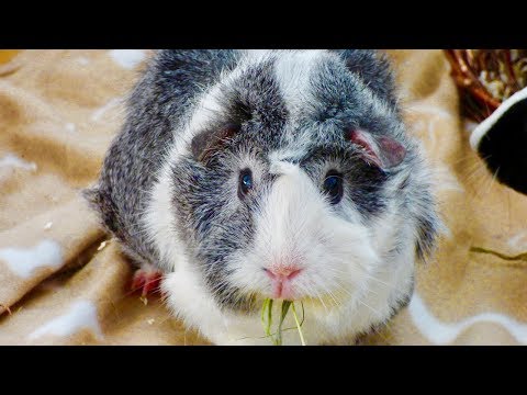 Guinea Pig Noises & What They Mean
