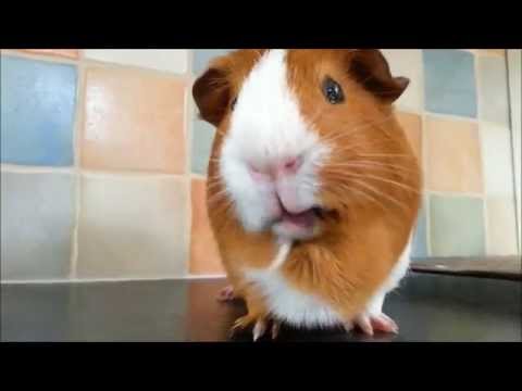 Guinea Eating Blueberries!