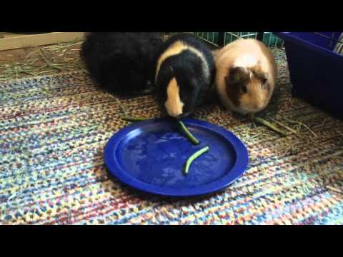 Guinea Pigs Eat Green Beans