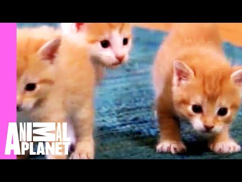 Kittens Make Friends with Guinea Pig | Too Cute