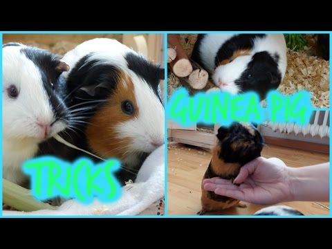 6 Tricks Any Guinea Pig Can Learn | Guinea Pig Tricks