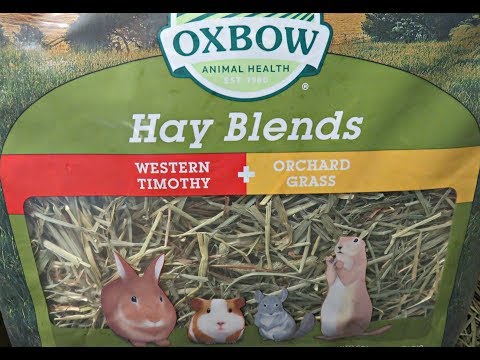 Hay For Guinea Pigs: Types, How Much &amp; Why Feed It