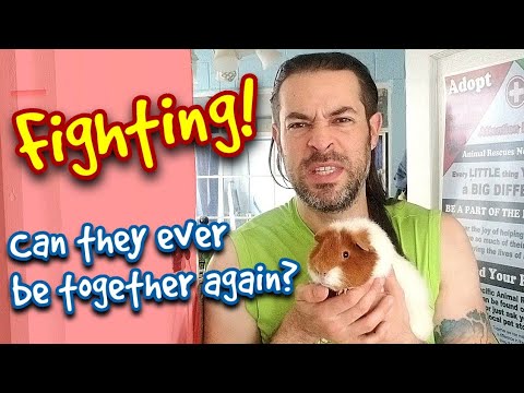 Can My Guinea Pigs Live Together After A Fight?