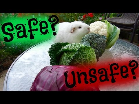 Cabbage Safe For Pigs & Buns?!
