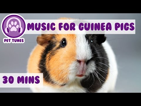 Calming and Relaxing Music for Your Guinea Pig!