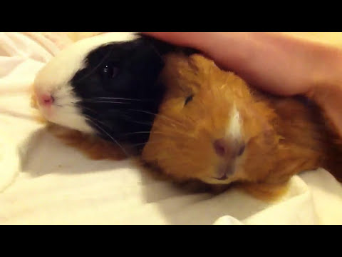 Guinea pigs purring happy