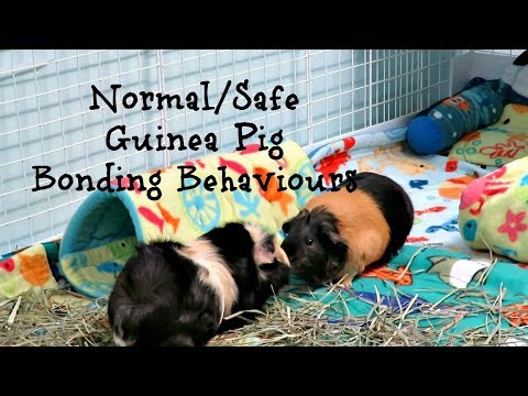 Guinea Pig Dominance/Bonding Behaviours *Live Clips*