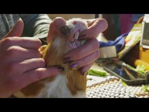 Guinea Pig Tooth Trim with Carlito the Cuy