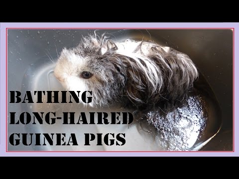 Tips for Bathing Long-Haired Guinea Pigs!