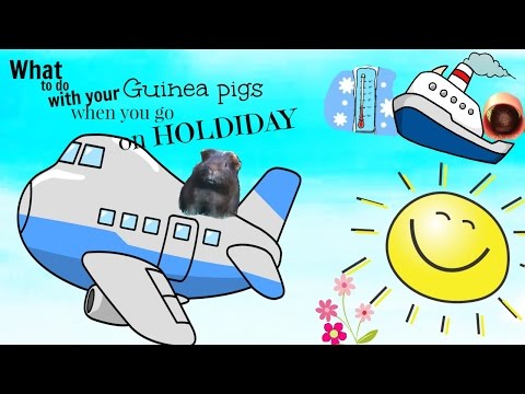 What I did with my guinea pig when I went on holiday!