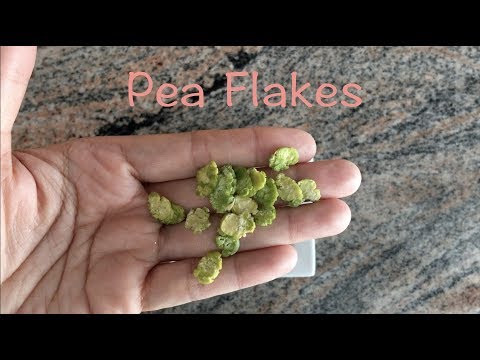 Pea Flakes for guinea pig - How to make