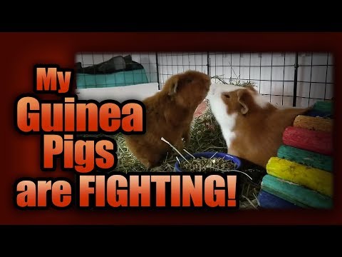 My Guinea Pigs are Fighting!