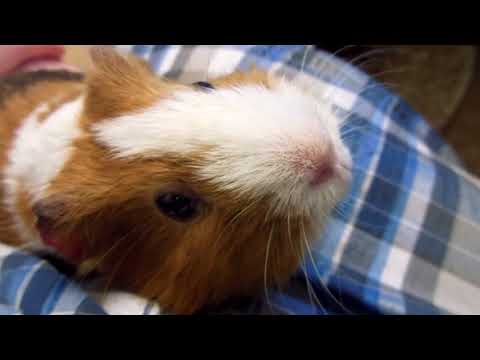 Guinea pig caughing