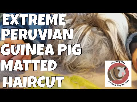 Guinea Pig Haircut with Pigtunia the Peruvian