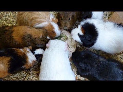 Pros + Cons of Owning Guinea Pigs