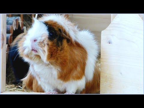 How to Keep Your Guinea Pigs Cool in Summer