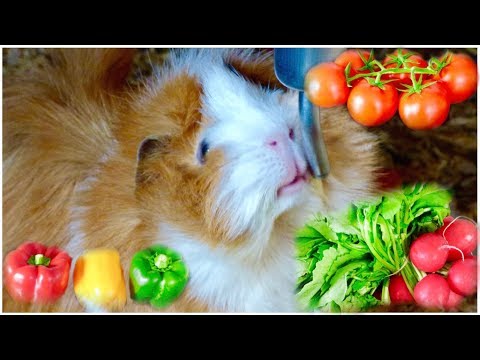 Guinea Pig Safe Vegetables