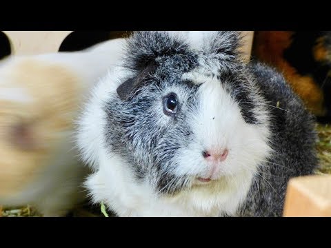 How to Stop Your Guinea Pig from Biting