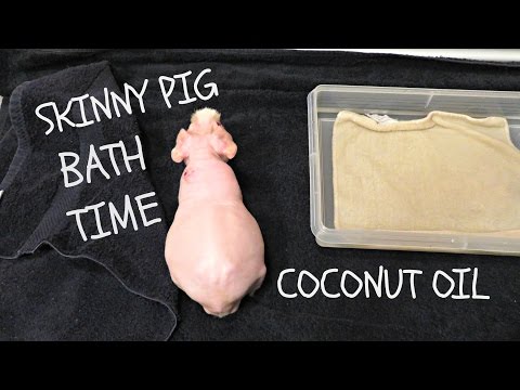 Skinny Pig Bath &amp; Coconut Oil *Live Demo*