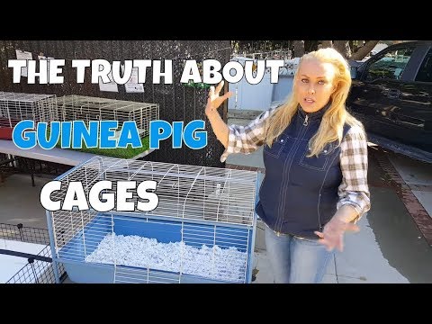 How Much Cage Space do Guinea Pigs Really Need?