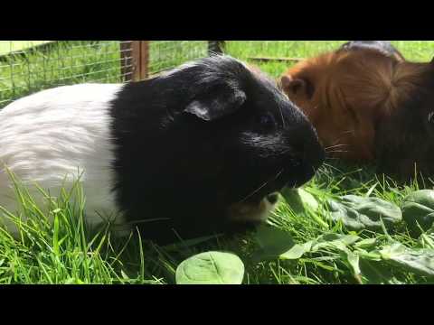 Can Guinea Pigs Eat Spinach?