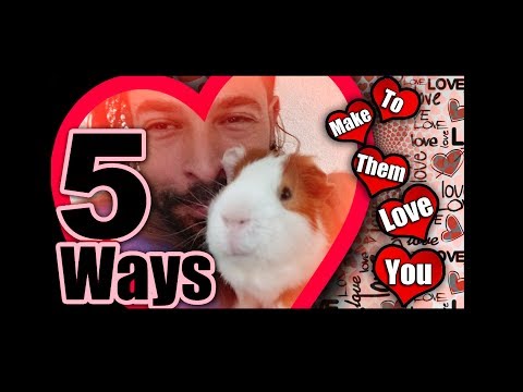 5 Ways to Make Your Guinea Pig Love You