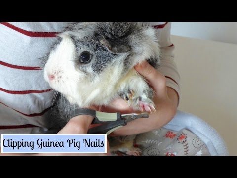 How to Trim Your Guinea Pig&#039;s Nails