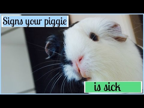 Signs Your Guinea Pig Is Sick