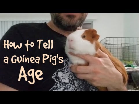 How to Tell a Guinea Pig's Age