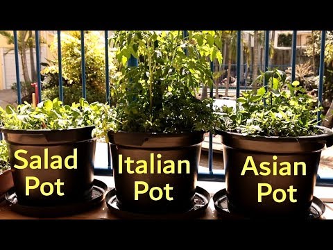 How to Grow a Vegetable Garden on a Balcony | Growing in Small Spaces Ep3 S1