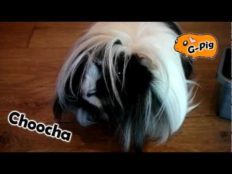 How To Brush and Comb a Guinea Pig - Guinea Pigs Weekly Grooming